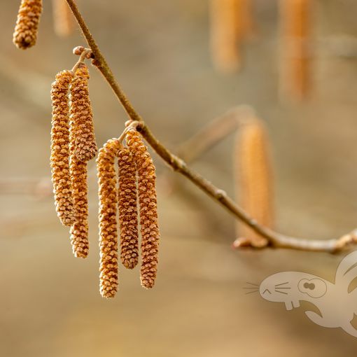 2021 03 21 gruener see