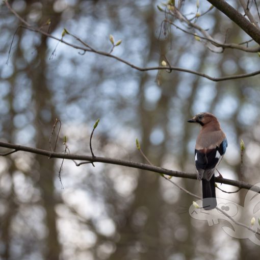 2023 04 23 spaziergang yumi